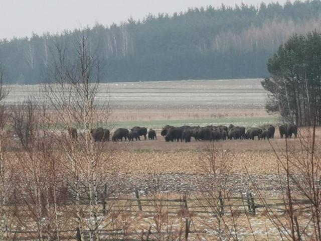 Wsrod Pol I Lasow Dubicze Cerkiewne Экстерьер фото