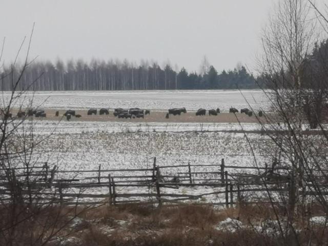 Wsrod Pol I Lasow Dubicze Cerkiewne Экстерьер фото